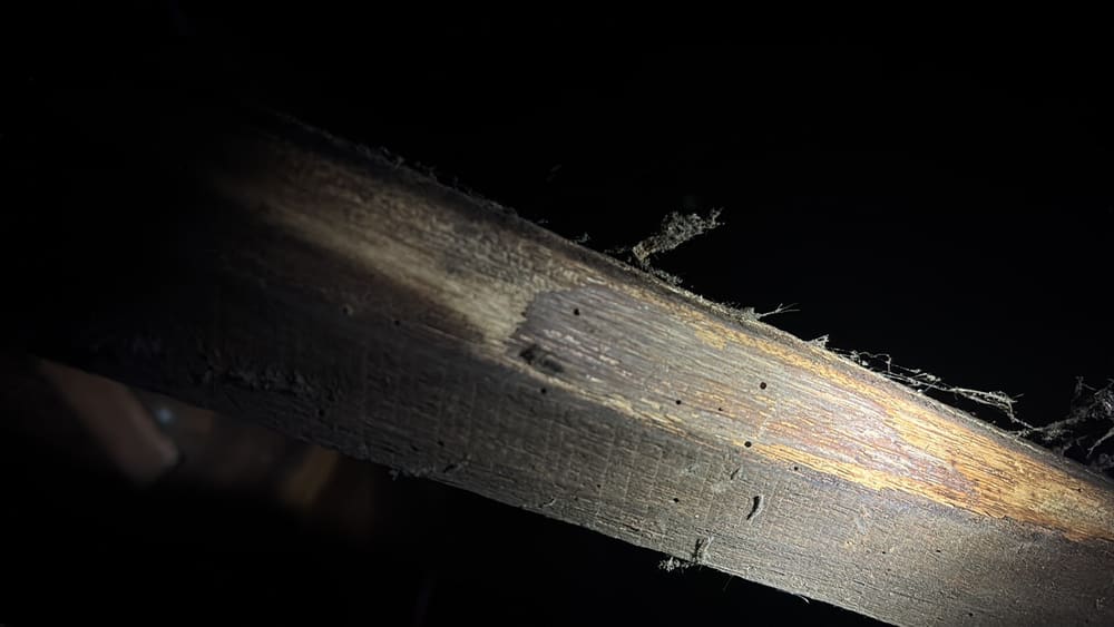 Lyctus borers, major, recorded during a building and pest inspection in South Yarra